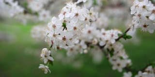 白色的樱花树在春天的花园里开花。盛开的樱花