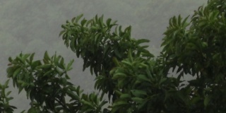 亚马逊暴雨——大雨