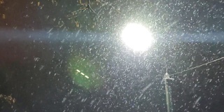 在夜晚明亮的灯笼的背景下观看飘落的雪花。背景自然的冬天飘落的雪