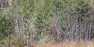 公麋鹿与灌木丛搏斗