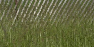 移动绿色的小麦像植物杂草和绿色植物在刮风阳光的日子，田野或田园诗般的草地。4 k。
