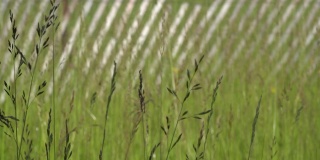 移动绿色的小麦像植物杂草和绿色植物在刮风阳光的日子，田野或田园诗般的草地。4 k。