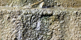 水滴在旧墙上，形成了绿色的苔藓