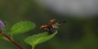 一只瓢虫飞来的慢镜头。