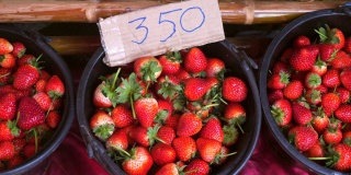 当地市场上新鲜收获的成熟有机草莓。健康的食物