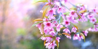 樱花枝与粉红色的花蕾在花园里花朵的特写