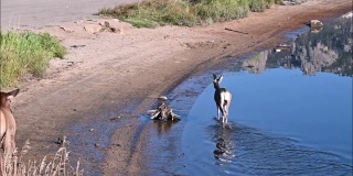 浅水里的黑尾鹿