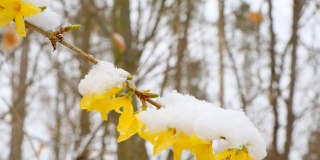黄色的树枝下的雪。春天的天气。春雪纷飞的花园里，一棵开花的树。春天的雪。雪在春天的季节。春花雪景。