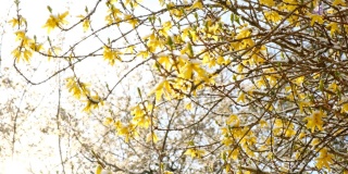 春天的雪。春天的花园里，雪下盛开着黄色的花朵。雪在春天的季节。春花雪景。春天的天气。春雪纷飞的花园里，一棵开花的树