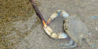 一只海蟹在爱琴海的海底行走。