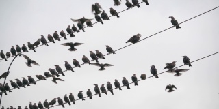 一群椋鸟停在电线上准备向南飞，慢镜头