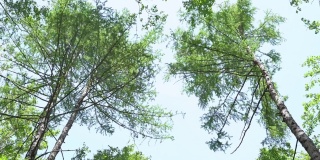 桦树在风中摇摆。绿色的树冠映衬着天空。透过树从下面看天空