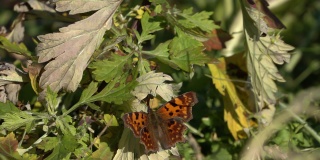 彩色蝴蝶从草地上起飞，慢镜头250帧/秒