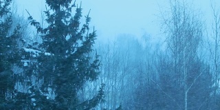 云杉和桦树在暴风雪的视频