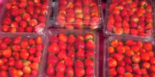 水果市场柜台上装满新鲜成熟草莓的塑料盒
