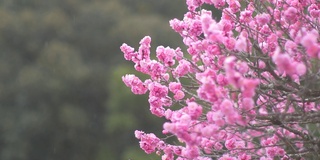 雪花飘落在梅花上。日本的冬季景观。