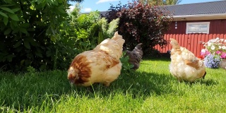 在阳光明媚的日子里，母鸡在花丛旁长长的绿草上吃草。非常活跃的红棕色和黑色的母鸡是免费在屋外的花园，低角度的视频。