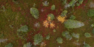 从空中俯瞰Riisitunturi国家公园五彩缤纷的秋叶，美丽的针叶林和明亮的黄色桦树
