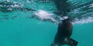 一只海豹飞快地跃出水面，然后又跃回水面