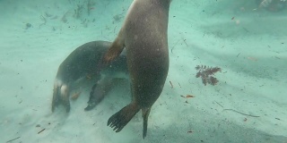 两只澳大利亚海狮在海底玩耍