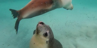 两只澳大利亚雌海狗在水里嬉戏时互相碰撞、推搡