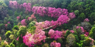鸟瞰泰国清迈山上粉红色的樱花树