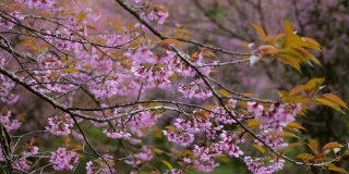 樱花樱花枝与粉红色的花朵在日本春天花园的特写