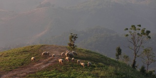 早晨，一群羊在山上吃草。