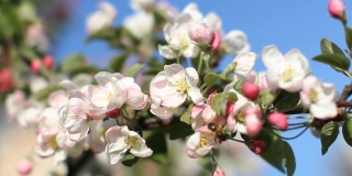 苹果树上开着白色和粉红色的花。
