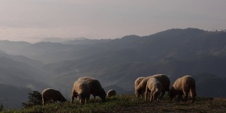 早晨，一群羊在山上吃草。