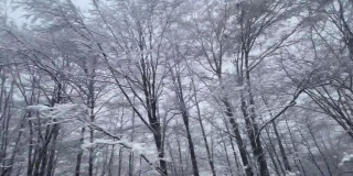 白雪皑皑的树枝