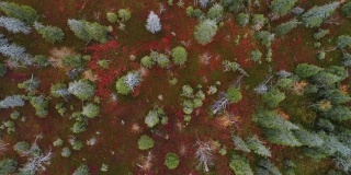 从空中俯瞰Riisitunturi国家公园里五彩缤纷的秋叶和美丽的针叶林