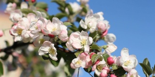 苹果树上开着白色和粉红色的花。