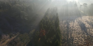 当阳光穿过树木时，无人机拍摄的画面环绕着树林