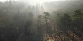 当阳光穿过树木时，无人机在林地上空拍摄