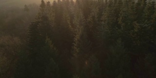 无人机拍摄的飞行在一个雾蒙蒙的早晨日出林地