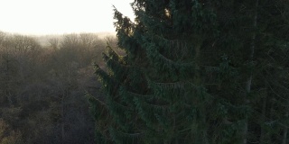 太阳升起时，无人机在森林里绕树飞行
