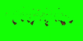 成群的蝴蝶在绿色屏幕上飞舞