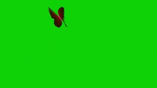 绿屏蝴蝶飞舞视频素材模板下载