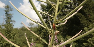 爱沙尼亚的一种红色甲虫在茎上爬行