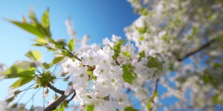 白色的花朵和湛蓝的天空