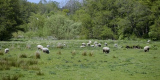 牧羊在草地上的田园风光