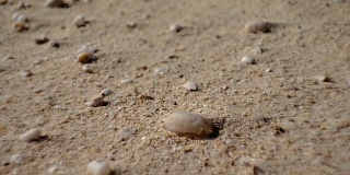 死蜗牛在沙漠的沙子和风在富埃特文图拉金丝雀群岛