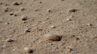 死蜗牛在沙漠的沙子和风在富埃特文图拉金丝雀群岛视频素材模板下载