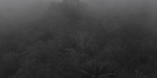 这是一部黑白电影，热带森林在浓雾中几乎看不见