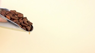 咖啡豆从钢勺在灯光背景咖啡4K。新鲜烘烤的芳香谷物包装在袋在咖啡店。热腾腾的早餐咖啡卡布奇诺特价。种子特写镜头。视频素材模板下载