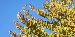 树枝与黄色的叶子在蓝天的背景上。