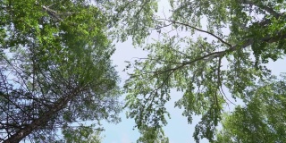 从下面看一棵桦树，树冠是绿色的。绿色的树冠映衬着天空。透过树从下面看天空