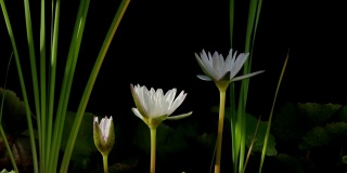 白色睡莲在清晨绽放的时光流逝。