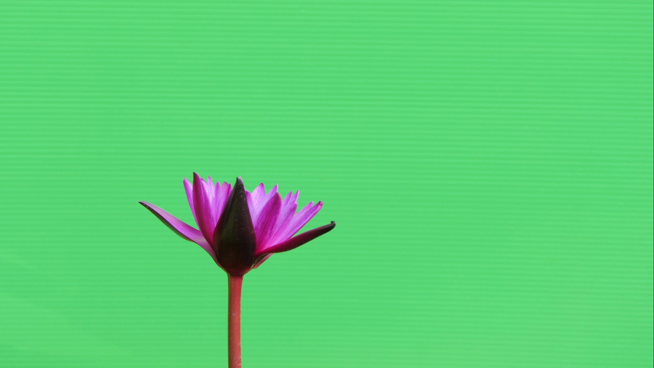粉红色的睡莲在绿色的背景下绽放。